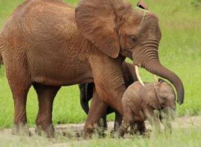 3 Days Tanzania Safari Tour: Tarangire to Ngorongoro Crater Wonders