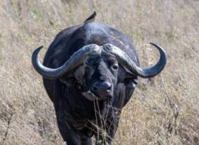 3 Days Zanzibar to the Wild, Budget Trip to Africa with Local Guide