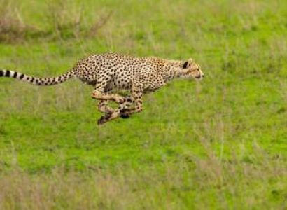 8 -days Tanzania Photography Safar Tour