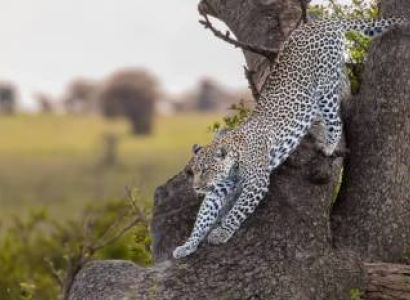 6 DAYS GROUP SAFARI ON THE ICONIC NORTH TANZANIA CIRCUIT EXPERIENCE