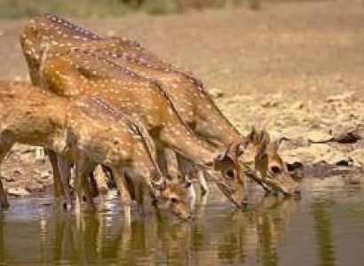 Rajasthan With Wildlife 8 Days - 7 Nights Tour