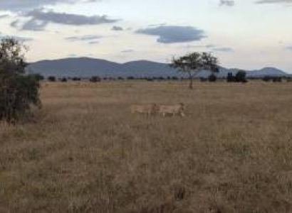 2 Nights 3 Days Maasai Mara Mid-Range Safari