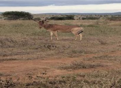 Nairobi National Park Morning Game Drive