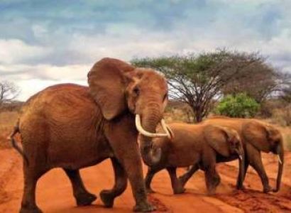 3 Days / 2 Nights Tsavo East Safari Package