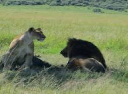 2 Nights - 3 Days Nairobi - Masa Mara Tour