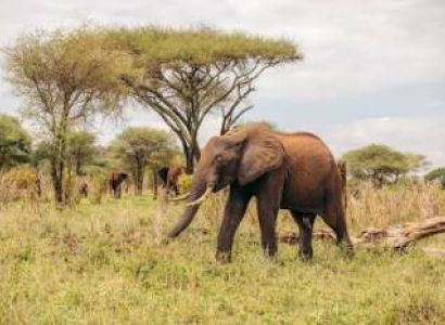 12 Days Tanzania Expedition Safari - Beach Holiday Tour