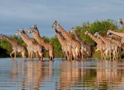 7 Days Tanzania Dream Safari Tour