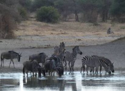 10 Days Bush - Beach Flying Safari Tour