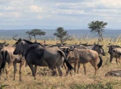 2 Days 1 Night Mikumi National Park Safari from Morogoro