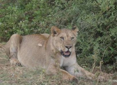 3 Days Maasai Mara Fly-In Safari Tour