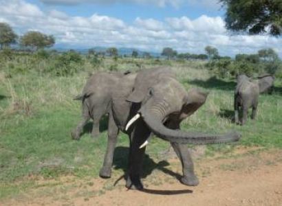 3 DAY LUXURY SAFARI TO LAKE MANYARA, NGORONGORO CRATER AND TARANGIRE