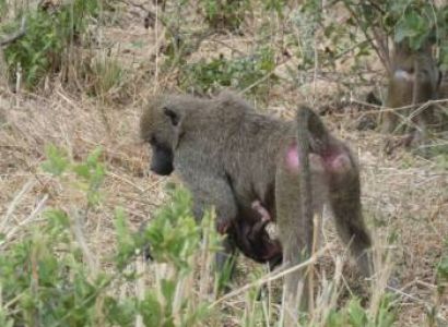 Ngorongoro Crater Safari 4 Days Itinerary Tour