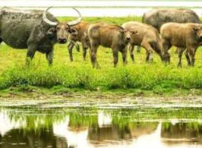 Assam Wildlife - Culture Tour 5N - 6D