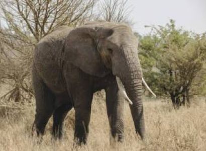 2 Days / 1 Night Nyerere National Park Safari (Flight from Zanzibar)