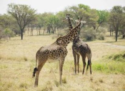 Mikumi National Park Day Trip with Return Flights from Zanzibar