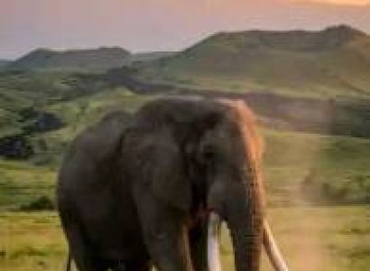 3 Nights and 4 Days to Amboseli National Park