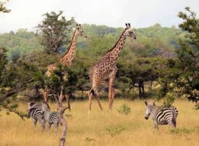 Tanzania Safari Tarangire & Ngorongoro