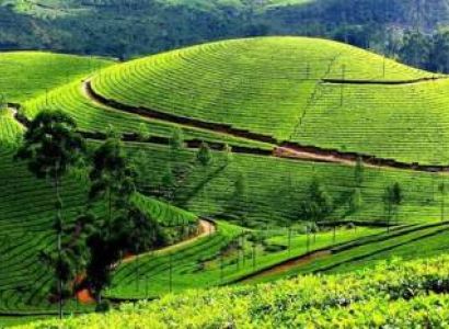Kumarakom & Kochi & Thekkady & Munnar & Mararikulam Tour Package - 5 Days Budget