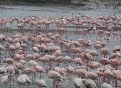 Tsavo East / Tsavo West / Amboseli / Naivasha / Nakuru / Maasai Mara By Road - Economy Safari