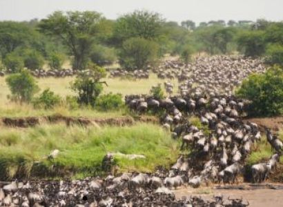 Experience Authentic Safari Adventures in Northern Tanzania