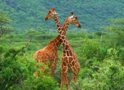 Samburu 6 Days Budget Tour Package