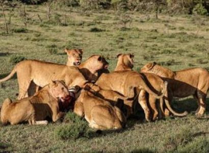 3 Days Arusha National Park Safari Itinerary