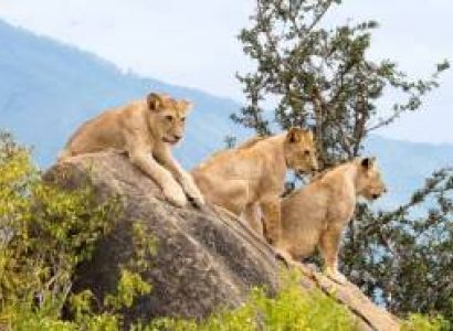 3-Day Masai Mara Classic Wildlife Safari Adventure
