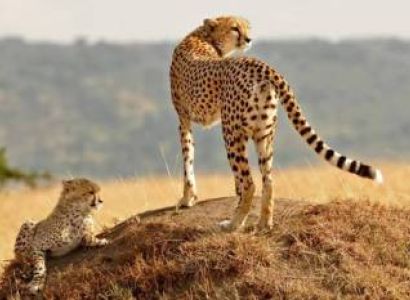 6-Day Kenya Luxury Safari | Amboseli | Nakuru | Mara NR