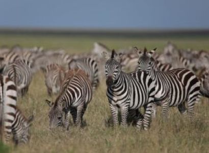 6-Day Budget Tarangire - Ngorongoro - Serengeti Safari Tour