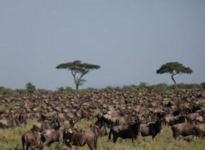 7-Day Mara River Crossing Serengeti Migration Safari Tour