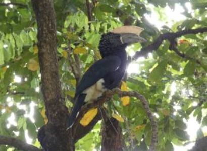 Lake Manyara National Park Safari Tour