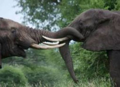 10 Day Tanzania Safari - Serengeti - Ngorongoro - Zanzibar Tour