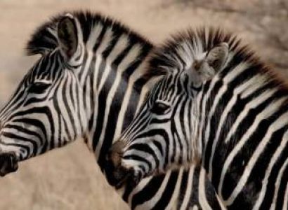 3 Day Tanzania - Ngorongoro Crater - Tarangire Safari Tour