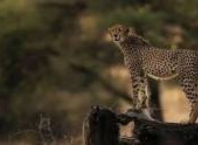4-Day Tanzania Nature Safari Tour