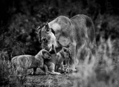 6-Day Tanzania Wildlife And Lake Natron Visit Tour