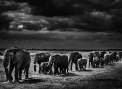 4-Day Tanzania - Serengeti Safari Tour