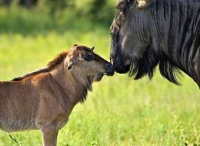 3 Days Ngorongoro & Arusha Luxury Tour Package