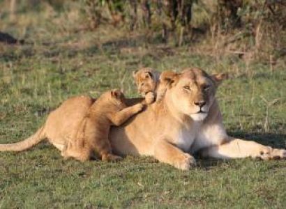 9 Days Nairobi - Amboseli - Ol Pejeta - Maasai Mara