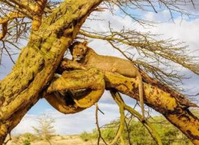 7 Days Maasai Mara, L. Nakuru National Park and Amboseli Game Safari