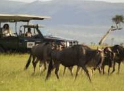 6 Days Maasai Mara Safari