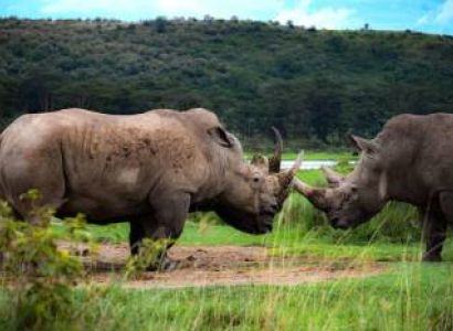 4 Days 3 Nights Kenya Wildlife Safaris