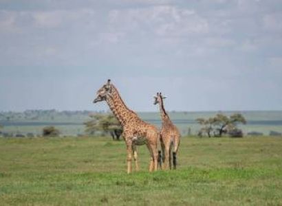 3 Days Tanzania Honeymoon Safari | Serengeti & Ngorongoro Crater Romantic | Tanzania Wildlife Safari