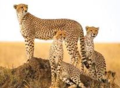 SAFARI SHIELD ADVENTURES 4D/3N Serengeti & Ngorongoro Crater Wildlife Safari