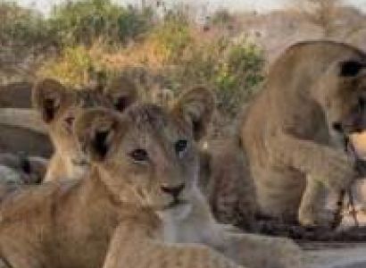 4 Days 3 Night Maasai Mara ,Amboseli and Tsavo