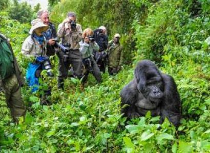 2 Night - 3 Days Bwindi Gorilla Tour
