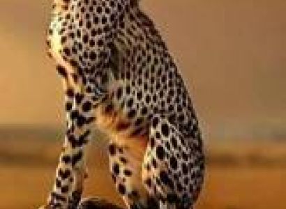 6 Days Serengeti, Ngorongoro & Tarangire Wildlife Safari
