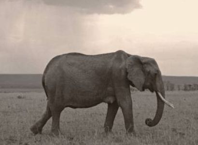 Kenya Luxury Safari