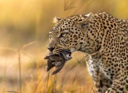 The Essence Of Kenya - A 7-Day Luxury Safari Tour
