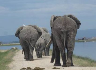 15-Day Kenya Safari And Beach Tour