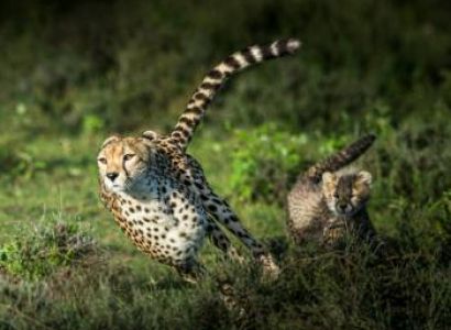 7-Day Kenya Safari Tour